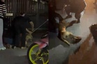 Polis siasat unsur khianat kematian anjing