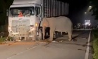 Sampai bila hadap kisah sedih gajah?