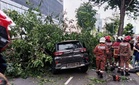 Warga emas, cucu cedera pokok angsana tumbang hempap kereta