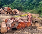 PGA serbu kilang kayu haram di Kuala Berang