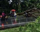 Lelaki nyaris maut motosikal dihempap pokok tumbang