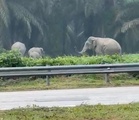 Kawanan gajah muncul kembali ‘bermain’ di LPT 2
