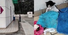 ‘Tergamaknya buang kucing lumpuh di sini’