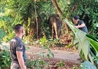 Gajah sesat Manir dipulangkan ke habitat asal esok