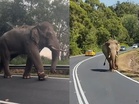 [VIDEO] Kaki luka, Sulong tetap gigih berjalan pulang