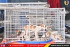 Lapan anjing terbiar diserah kepada MBS, dapat RM50 seekor