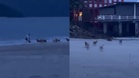 [VIDEO] Dikejar anjing liar, pelancong terjun laut