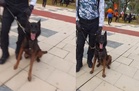 [VIDEO] Dipanggil ‘baby’, anjing K9 terus ‘naik angin’