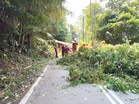 Ancaman pokok tua tebing bukit Janda Baik
