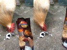 Ayam enggan makan nasi tanpa kicap
