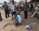 Buaya mengeram 40 biji telur ditangkap penduduk