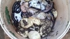 King Cobra eram 25 telur bawah rumah