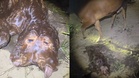 Lembu lahirkan anak kepala dua