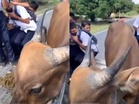 Pelajar terpaksa berhimpit dengan lembu ke sekolah