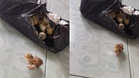 Beli telur burung puyuh online, sampai-sampai menetas
