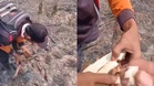 Terkejut jumpa ubi masak dalam tanah 