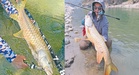 ‘Kelah emas’ antara ikan air tawar terbesar Asia