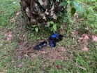 Maut rempuh pokok kelapa sawit