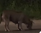 Pitbull di Lukut terlepas dari rumah, bukan dibuang – JPVNS