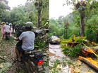 Dua cedera trak pikap dihempap pokok di Bentong