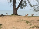 Anjing liar Pantai Bisikan Bayu cepat membiak