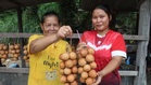 Buah tampoi unik sumber rezeki Nadila