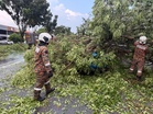 Enam terselamat pokok tumbang hempap kereta