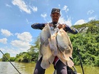 ‘Anggur Malaysia’ pikat kaloi Sungai Kedah