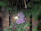 Lelaki Orang Asli maut diserang harimau belang