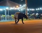 Tapir sesat merayau tepi jalan