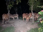 Upah RM1,300 angkut 44 lembu seludup ke Negeri Sembilan