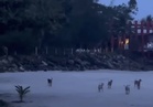 ‘Ada orang beri makan anjing yang serang kami’