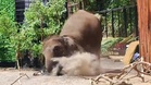 ‘Pawang’ jatuh ditimpa gajah