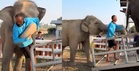 Gajah ‘cemburu’ gembala layan gajah lain
