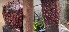 Beribu-ribu lipas panjat tiang ketika banjir