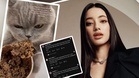 Kucing jilat coklat, IQ LMK pula yang dipersoal