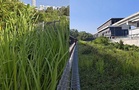 [VIDEO] Semak tebal, laluan MRT Cyberjaya City Centre macam ‘hutan’