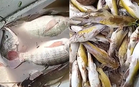 Sungai Sembrong tercemar, ribuan ikan, udang mati