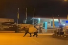 Sekolah cuti, tapir pula ‘masuk’ INTEJ