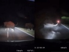 [VIDEO] Perodua Bezza rempuh gajah, tiga terselamat