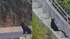 [VIDEO] Kelibat ibu, anak harimau kumbang bersantai di Hutan Simpan Berembun