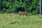 Taman Negara Terengganu habibat baharu, Yong Choh