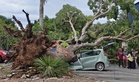Pokok hempap kereta, mujur dua beradik duduk di belakang