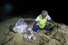Penyu Belimbing kembali bertelur di Pantai Rantau Abang