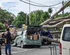 MPNPs terus perketat pemantauan, elak pokok tumbang berulang