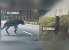 [VIDEO] Kelibat kambing hutan muncul di Genting Highlands?