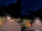 [VIDEO] Harimau Malaya melintas jalan, nyaris bertembung lori balak