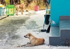 Pantau kehadiran anjing liar yang resahkan penduduk