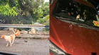 Anjing liar ‘serang’ kereta, ancam keselamatan penduduk Flat Seri Mulia