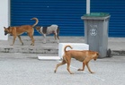 Anjing serang depan rumah, budak perempuan parah
